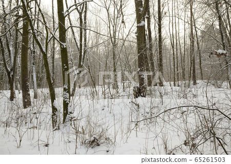 white fresh snow in forest 65261503