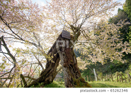 Kasumi Sakura, Yurihonjo City, Akita Prefecture 65262346