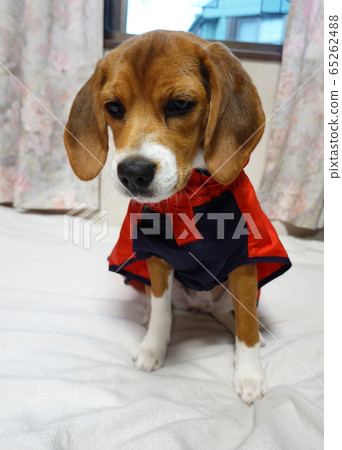 Beagle Indoor Dog Medium Dog Puppy Puppy Dog Raincoat Beagle Indoor Dog Medium Dog Puppy Puppy Dog Raincoat 65262488