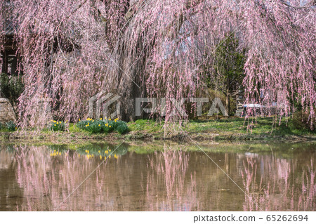 A flooded paddy field and weeping cherry trees, Nagano Prefecture 65262694