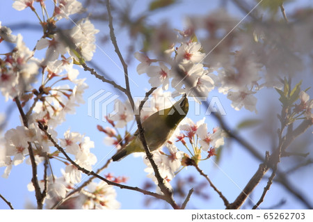 Arao City Yotsuyama Shrine Mejiro, Arao City Yotsuyama Shrine Mejiro, 65262703