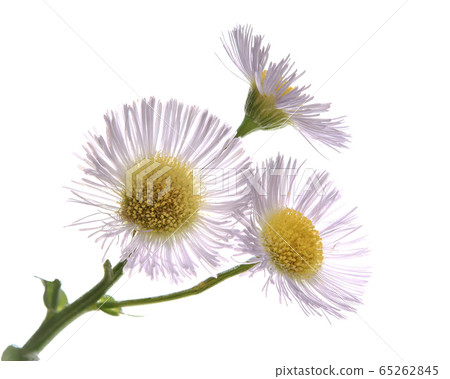 Halzion flower (white background) Halzion flower (white background) 65262845