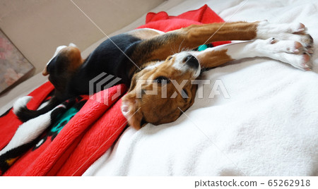 比格犬室內狗中型犬小狗小狗伸展 65262918