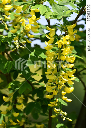 國王紗麗(金鍊) 國王紗麗(金鍊) 65263202