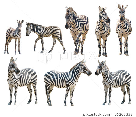 zebra isolated on white background zebra isolated on white background 65263335