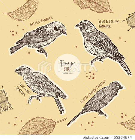 Tanager birds collection, hand draw sketch vector. Tanager birds collection, hand draw sketch vector. 65264674