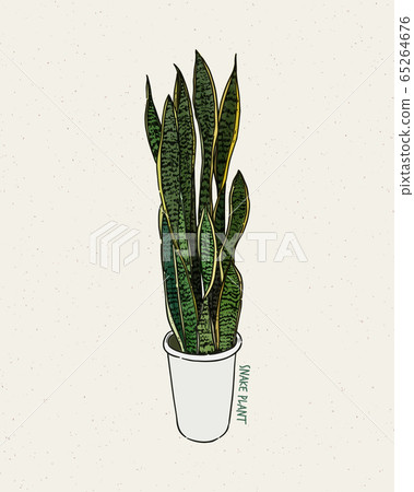 Dracaena trifasciata is a species of flowering Dracaena trifasciata is a species of flowering 65264676