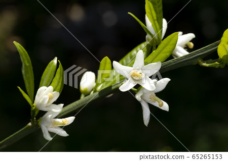 蘭花花 蘭花花 65265153