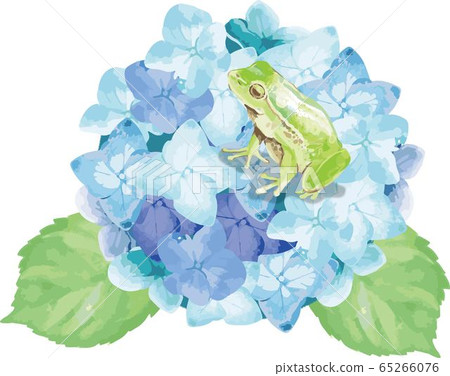 Amagaeri and hydrangea 65266076