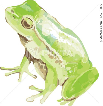 Tree frog-B 65266077