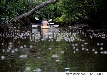 西表島薩加里巴納 65266093