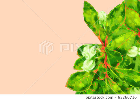 Daeda Dunziae 65266710