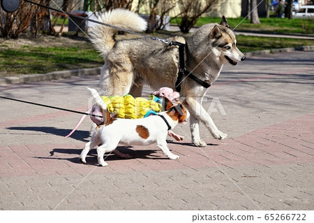 American Hairless Terrier and dogs play on street 65266722
