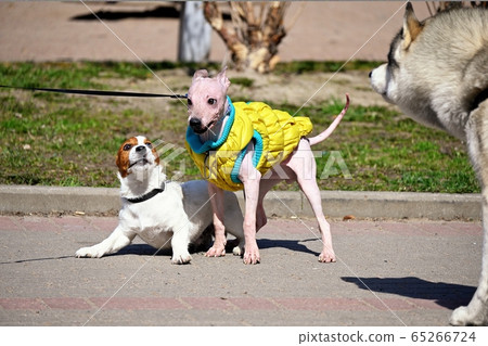 American Hairless Terrier and dogs play on street American Hairless Terrier and dogs play on street 65266724