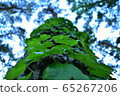 growth 65267206