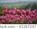 Tulip field 65267207