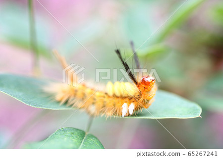 Himeshiromonduga moth appeal 65267241