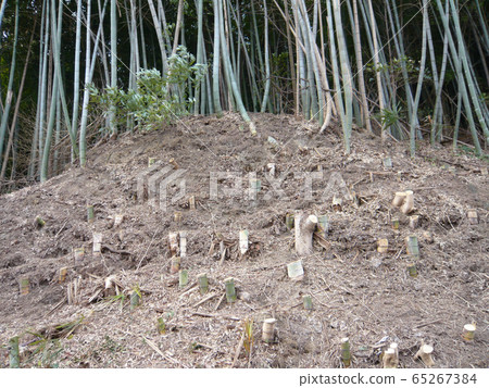 Bamboo forest felling 65267384