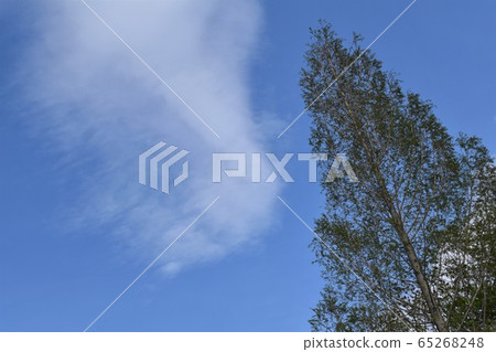Blue sky and tree 65268248