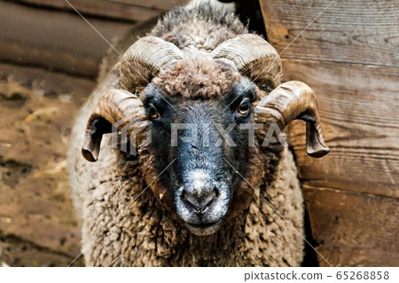 ram's head with large horns close up ram's head with large horns close up 65268858