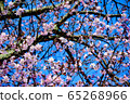 Hokkaido blue sky and pink cherry blossoms 65268966