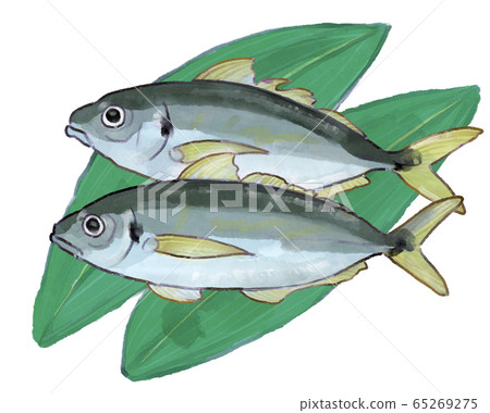 Hand drawn style horse mackerel illustration B 65269275