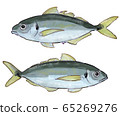 Hand drawn style horse mackerel illustration A 65269276