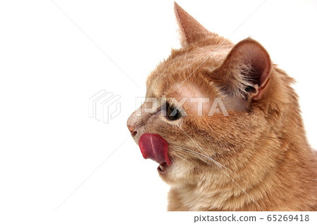 The red cat licks her lips. Cat's tongue close-up. The red cat licks her lips. Cat's tongue close-up. 65269418