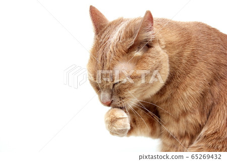 Red cat washes paw close up on white background Red cat washes paw close up on white background 65269432