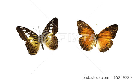 Set of butterflies Set of butterflies 65269720
