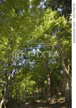 Bishamonto的藍色楓樹 Bishamonto的藍色楓樹 65270078