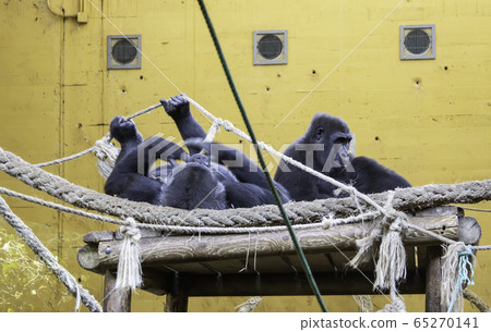 Gorillas in captivity 65270141