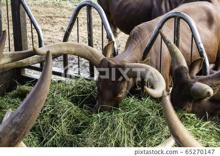 Wild watusis nature 65270147