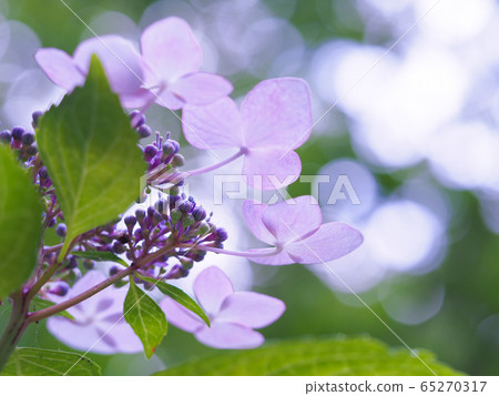 Hydrangea after the rain 65270317