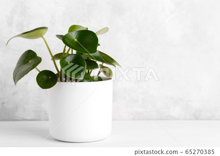 Peperomia polybotrya plant 65270385