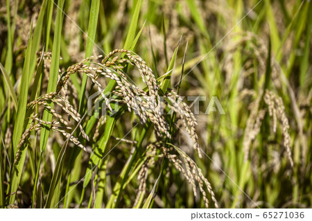 Rice farming 65271036