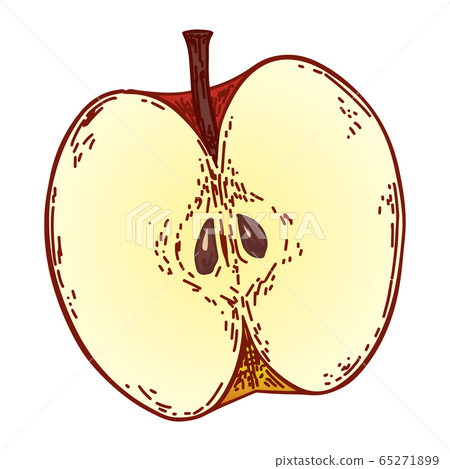 Hand drawn illustration of apples Hand drawn illustration of apples 65271899