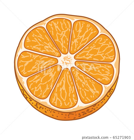 Hand drawn illustration of tangerines Hand drawn illustration of tangerines 65271903