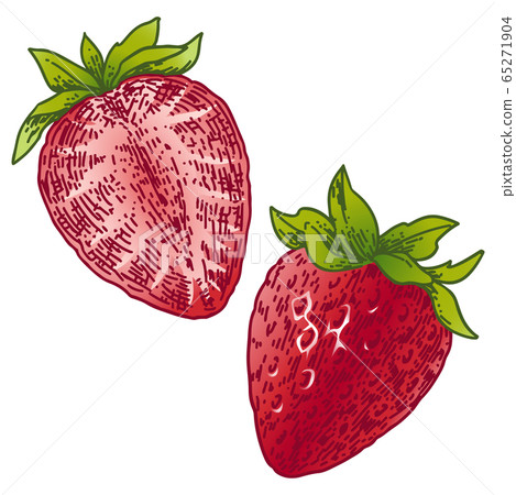 Strawberry hand drawn illustration Strawberry hand drawn illustration 65271904