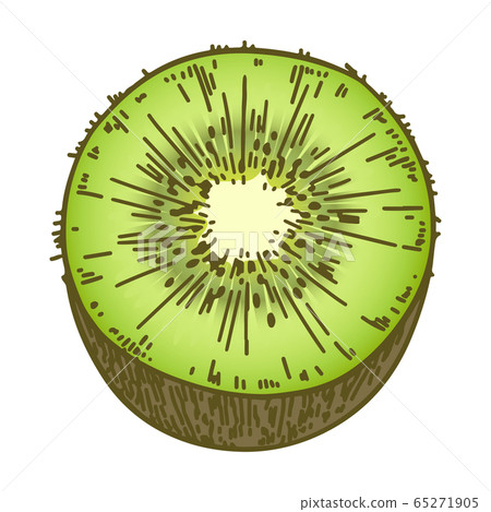 Kiwi hand drawn illustration Kiwi hand drawn illustration 65271905