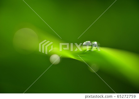 Morning dew 65272759