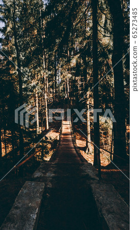 Suspension bridge in the pine forest. Sunny weather and dark tree silhouettes. Wallpaper Suspension bridge in the pine forest. Sunny weather and dark tree silhouettes. Wallpaper 65273485