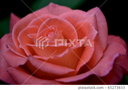 Flower of a blooming pink-orange coral-peach 65273633