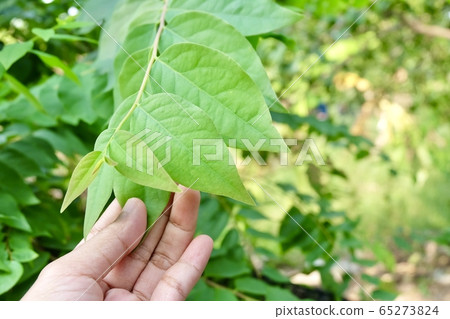 Hand Holding Star Gooseberries Leaves on Tree Hand Holding Star Gooseberries Leaves on Tree 65273824