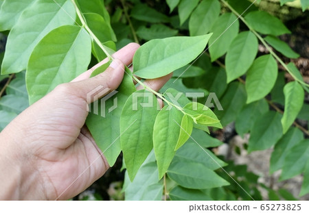 Hand Holding Star Gooseberries Leaves on Tree Hand Holding Star Gooseberries Leaves on Tree 65273825