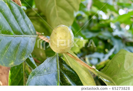 Green Noni or Morinda Citrifolia Fruit on Tree 65273828