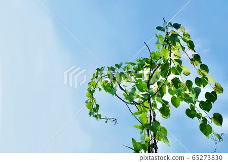 Tinospora Cordifolia or Heart Leaved Moonseed 65273830