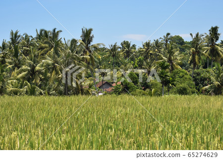 Rice fields next to the farm in rural areas of Bali 65274629