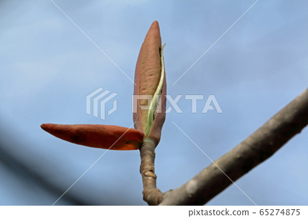 Winter buds of honoki, Tadami Town, Fukushima Prefecture 65274875