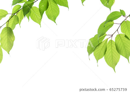 [新綠色]生態圖像（白色背景） 65275739